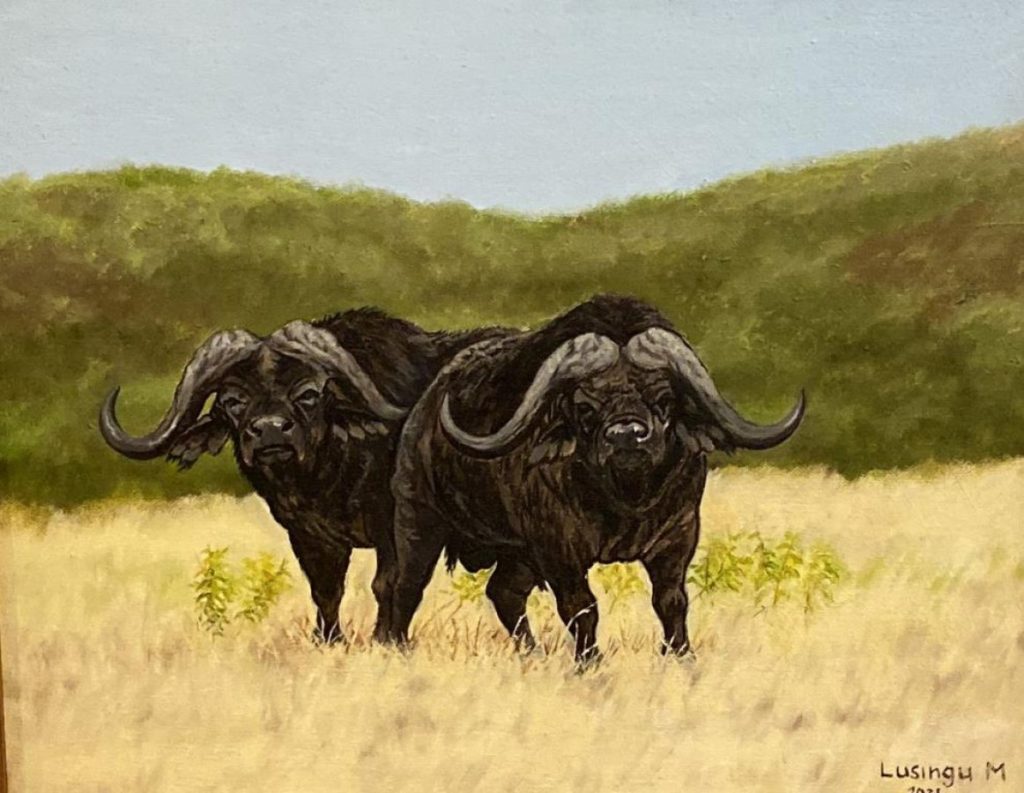 TWO BUFALLOES